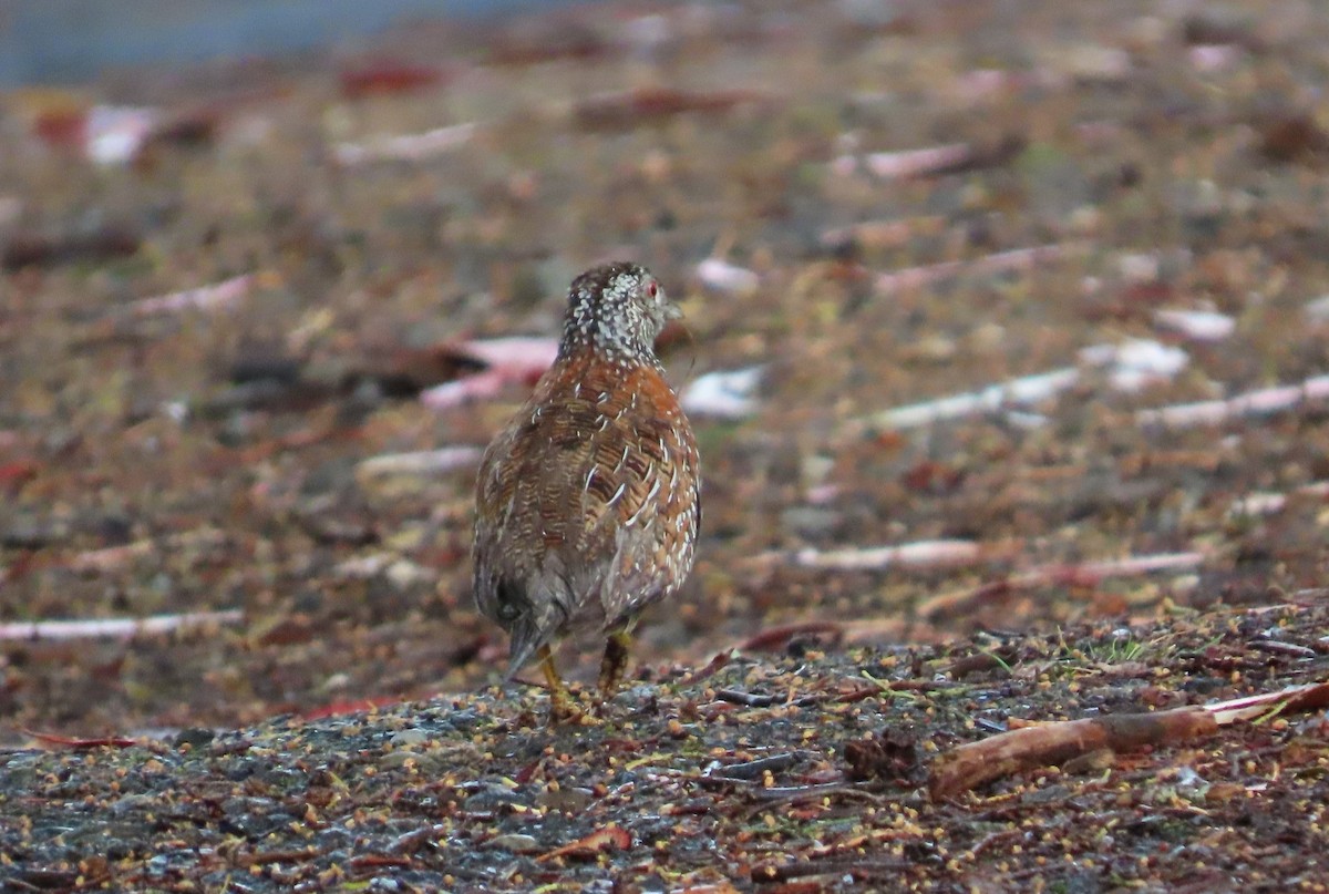 Painted Buttonquail - ML644337334