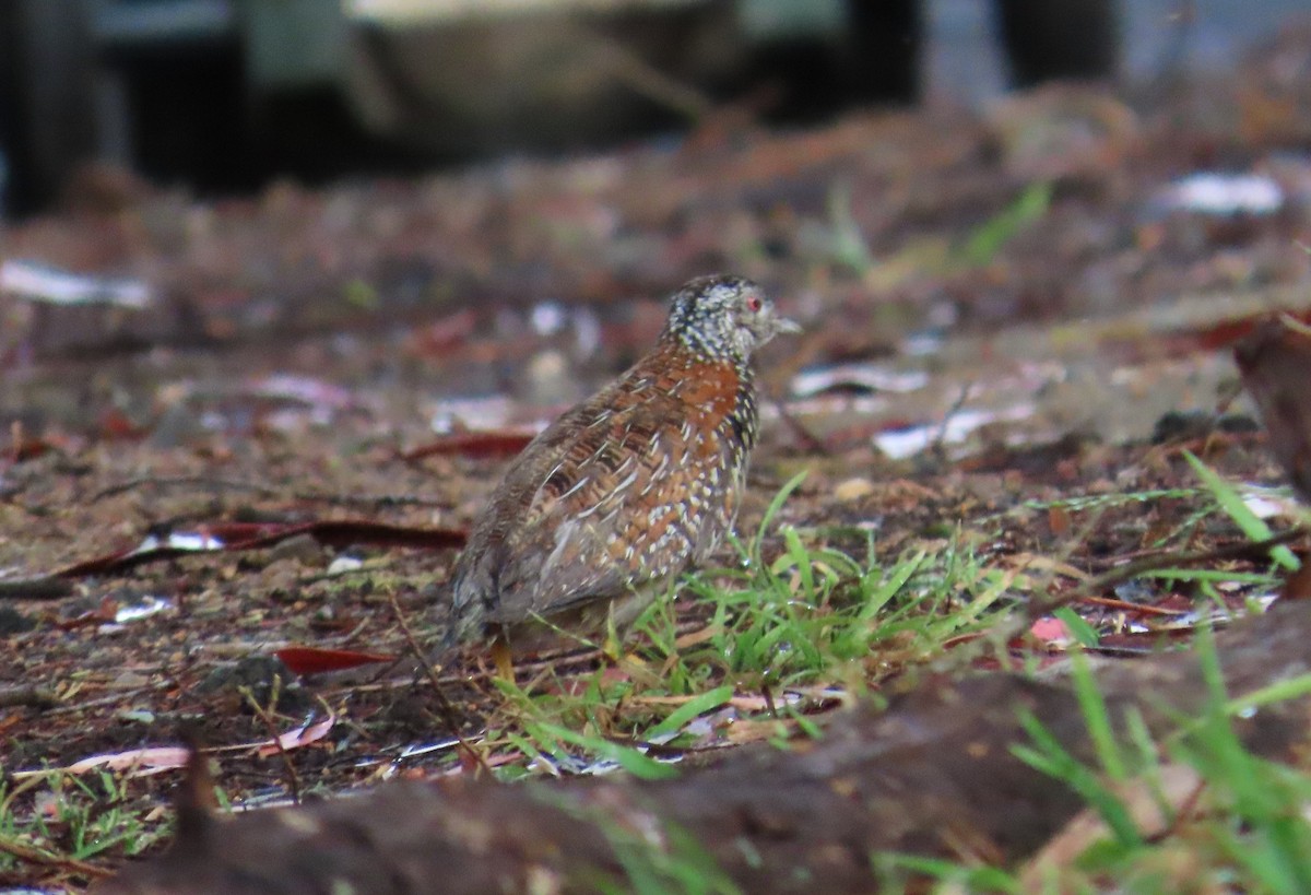 Painted Buttonquail - ML644337336
