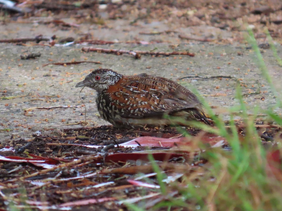 Painted Buttonquail - ML644337337