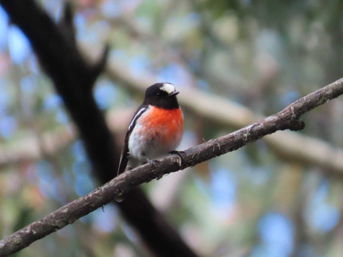 サンショクヒタキ - ML644337348