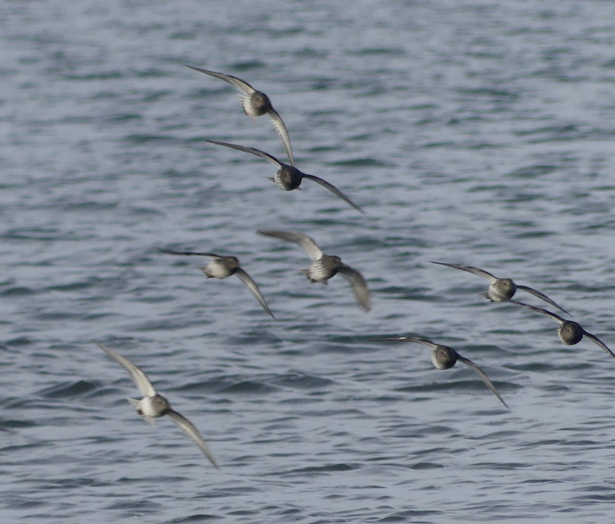 klippesnipe - ML644337356