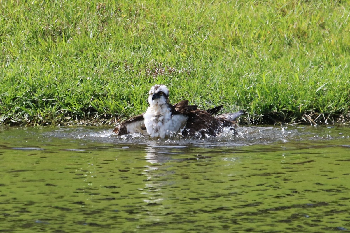 Osprey - ML644337362