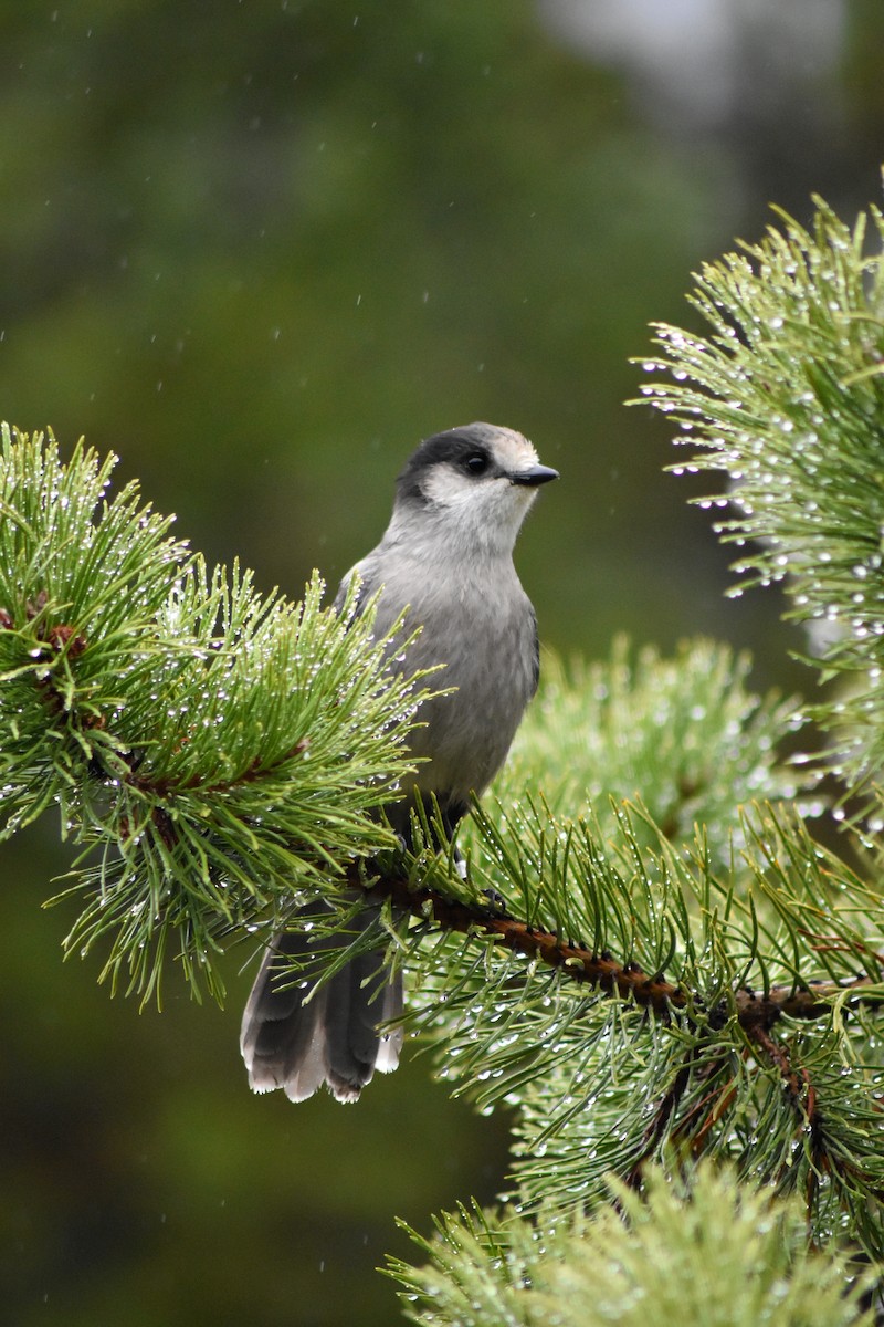 カナダカケス - ML644337374