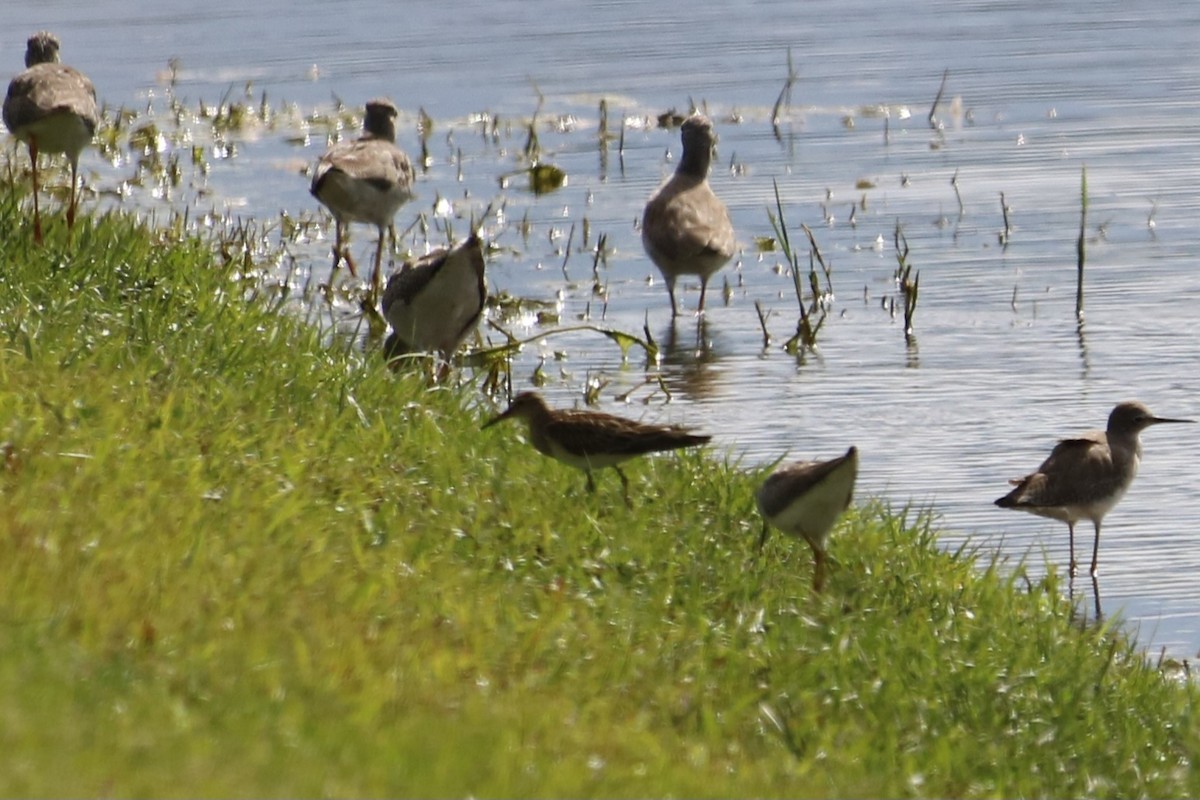 Pectoral Sandpiper - ML644337383