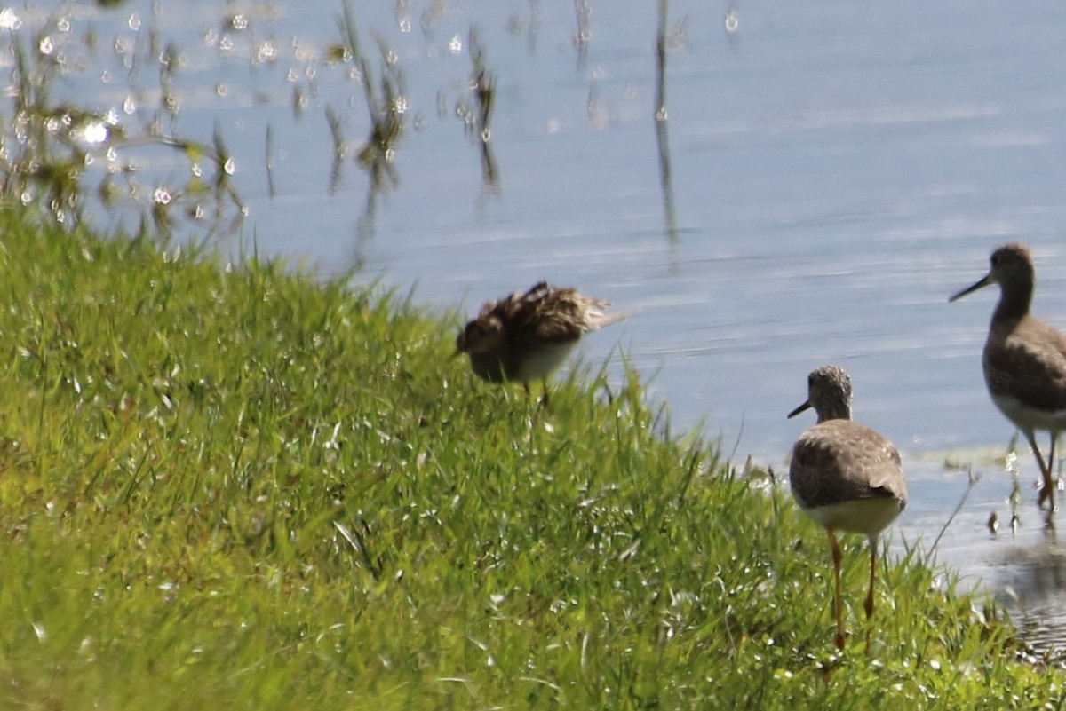 Pectoral Sandpiper - ML644337386