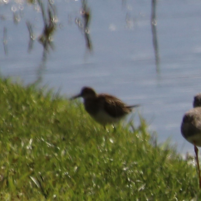 Pectoral Sandpiper - ML644337390