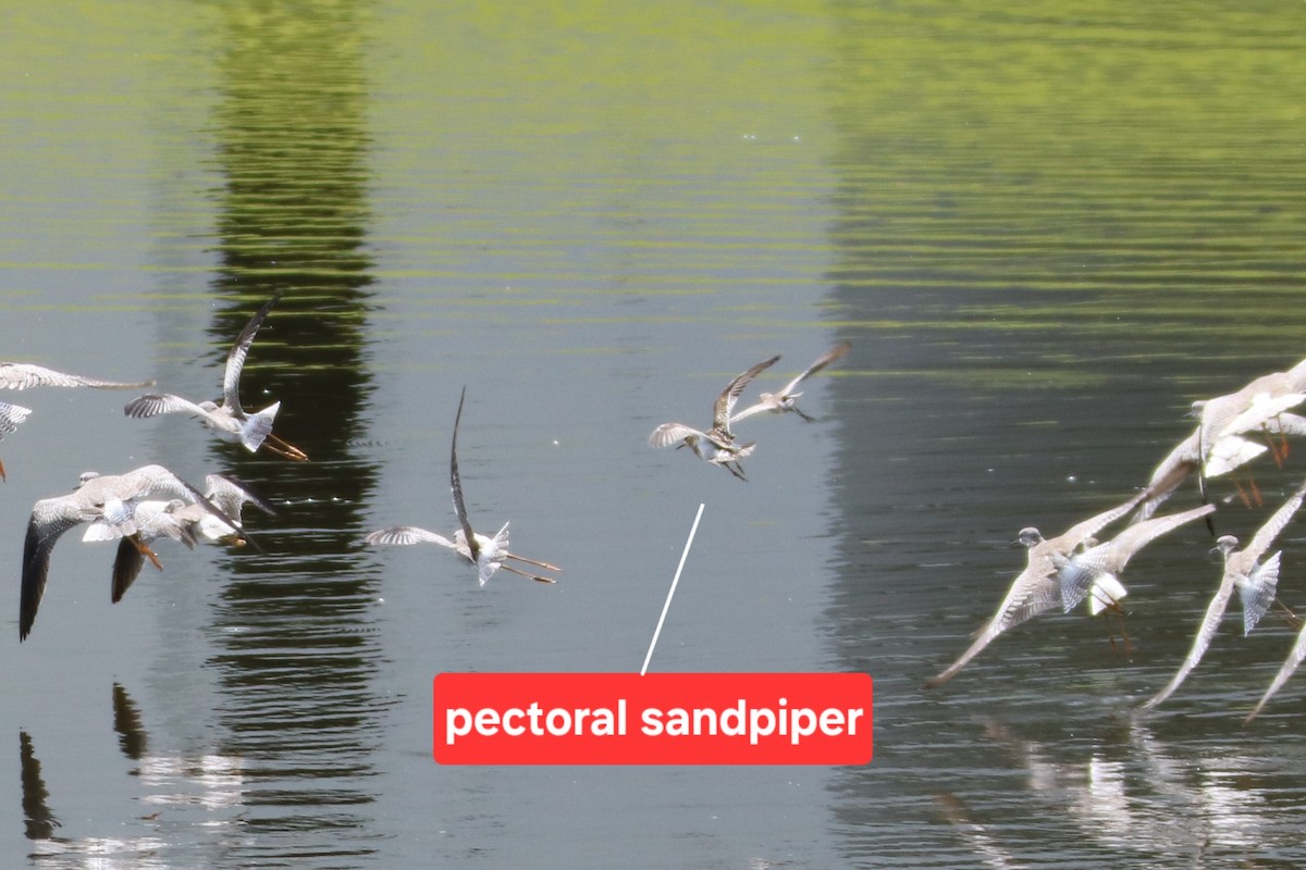 Pectoral Sandpiper - ML644337391