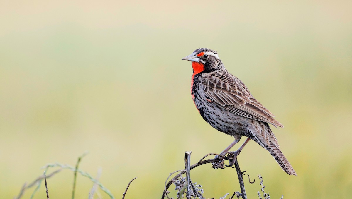 Long-tailed Meadowlark - ML644337393