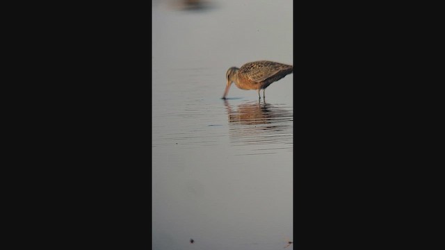 Hudsonian Godwit - ML644337396