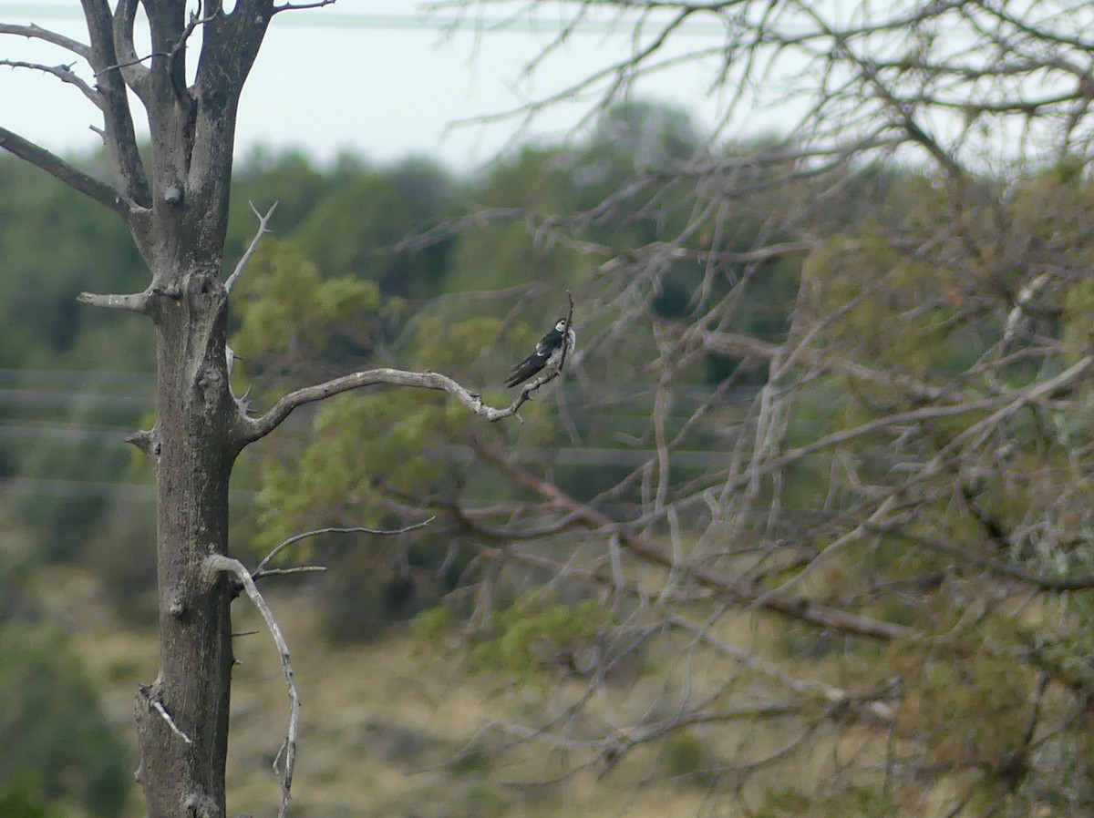 スミレミドリツバメ - ML644337425