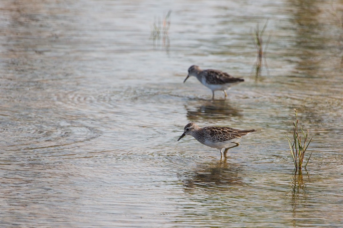 Long-toed Stint - ML644337436