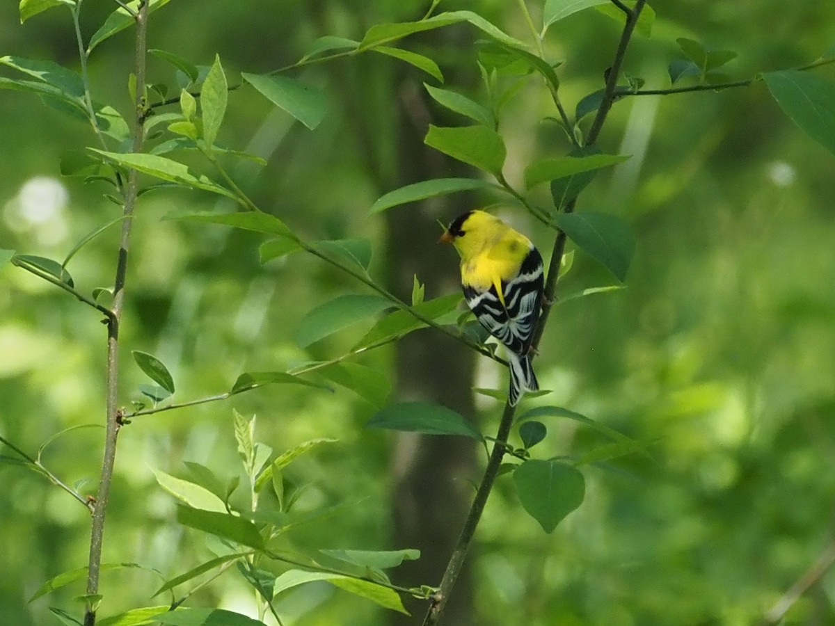 gulstillits - ML644337437