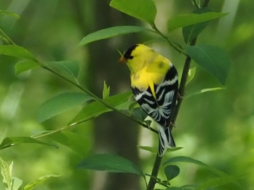 gulstillits - ML644337438