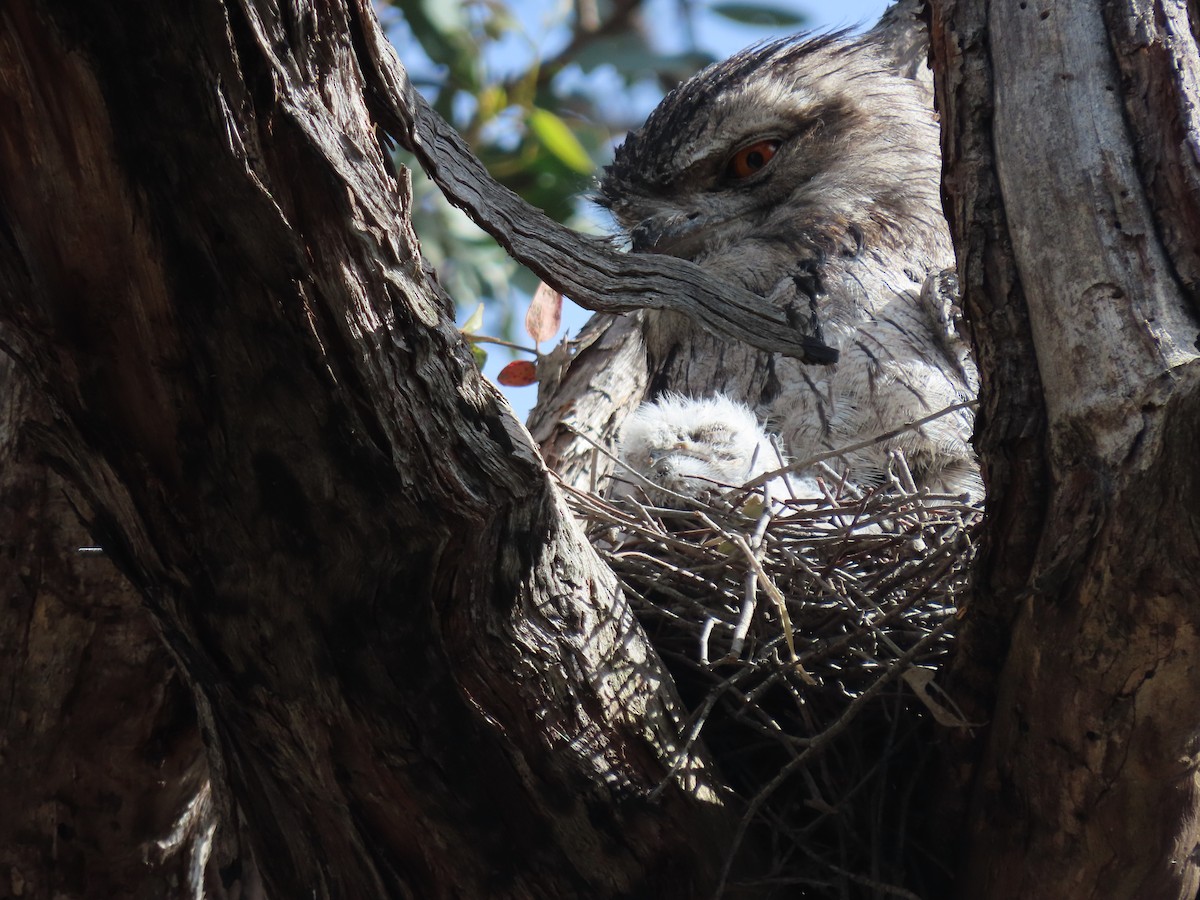 Tawny Frogmouth - ML644337453