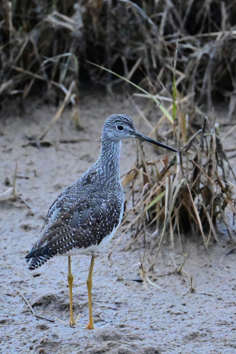 Greater Yellowlegs - ML644337462