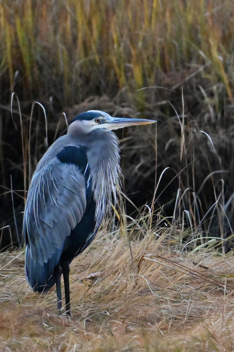 Great Blue Heron - ML644337471