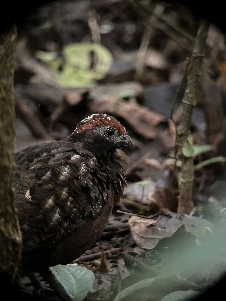 Tocro à face noire - ML644337482
