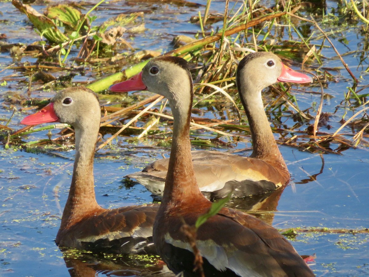 Black-bellied Whistling-Duck - ML644337485
