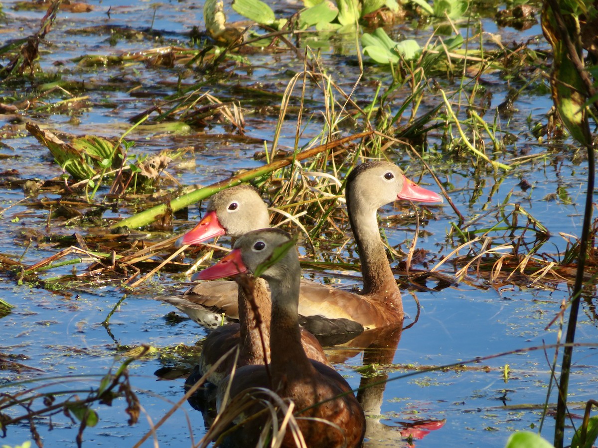 Black-bellied Whistling-Duck - ML644337486