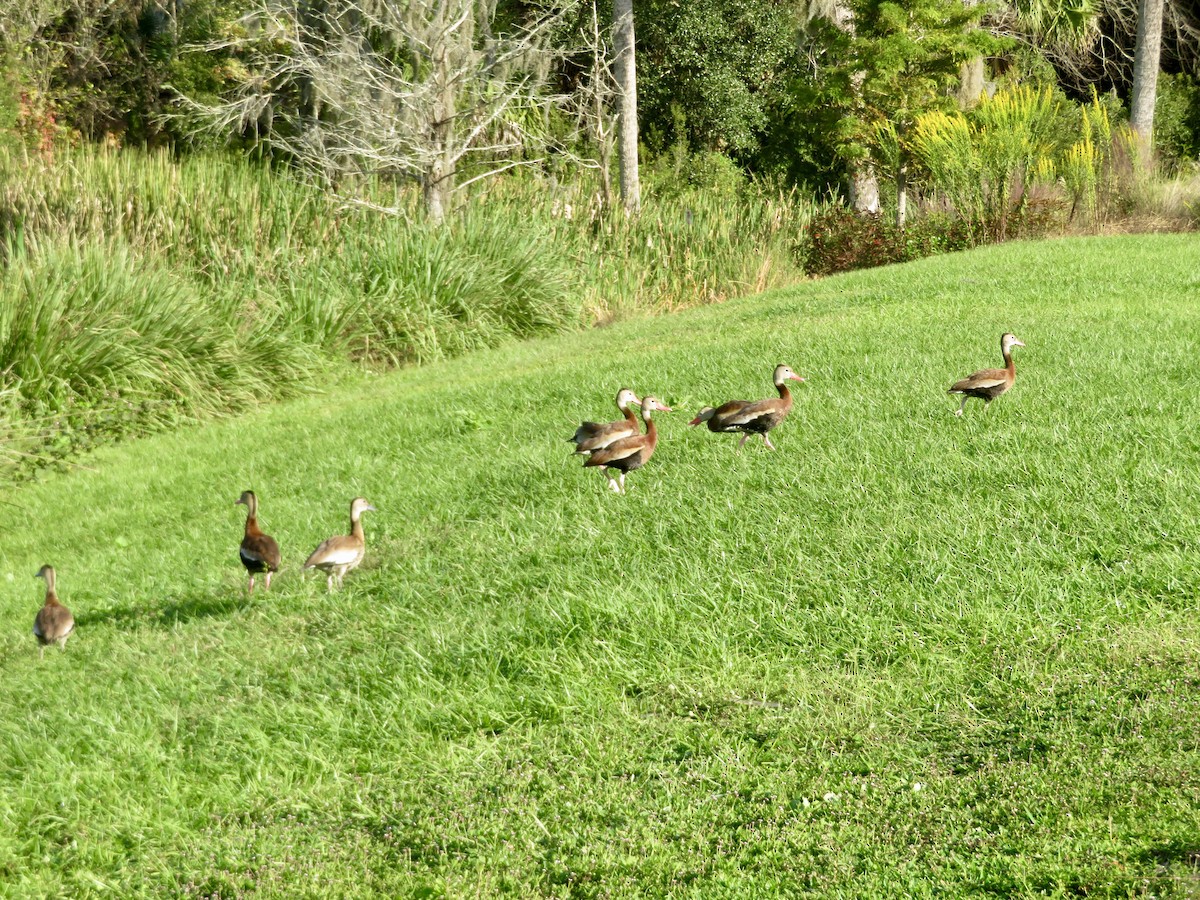 Black-bellied Whistling-Duck - ML644337487
