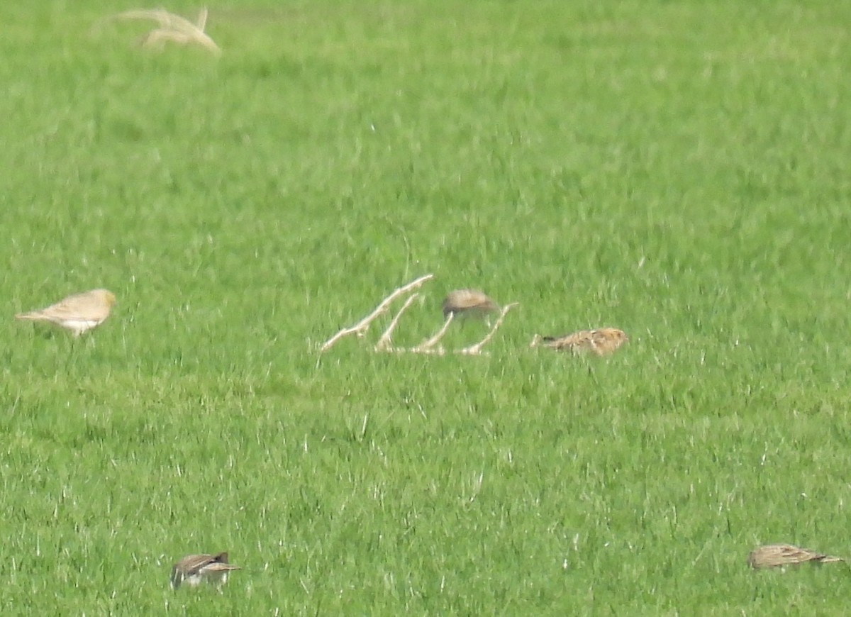 Lapland Longspur - ML644337499