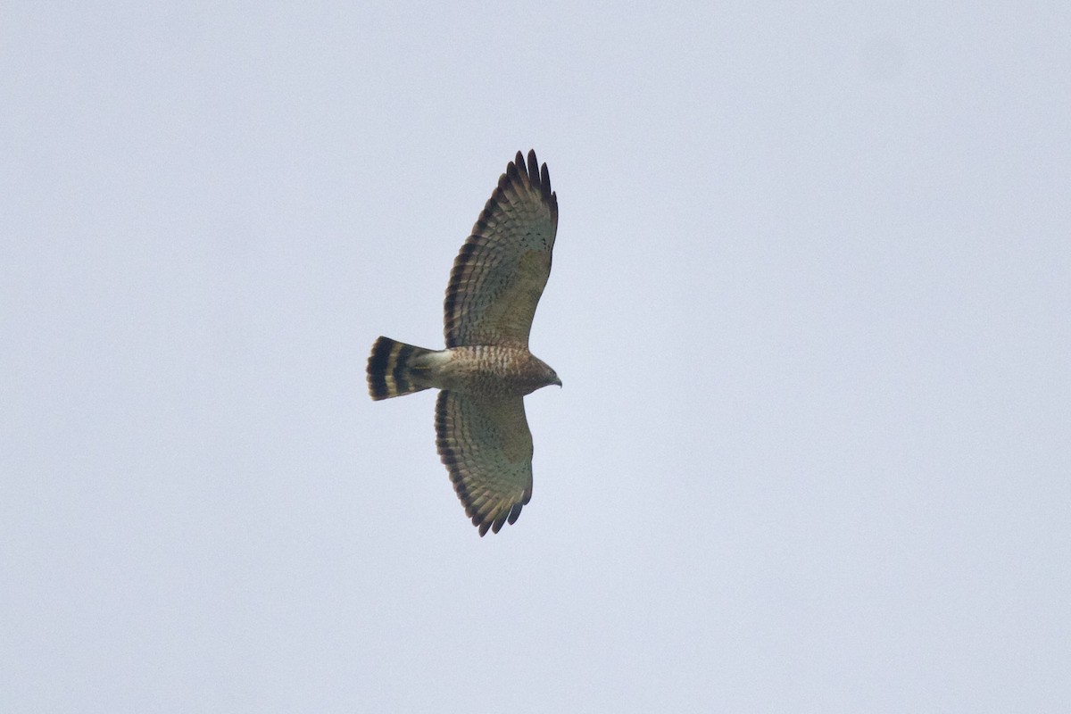Broad-winged Hawk - ML644337541