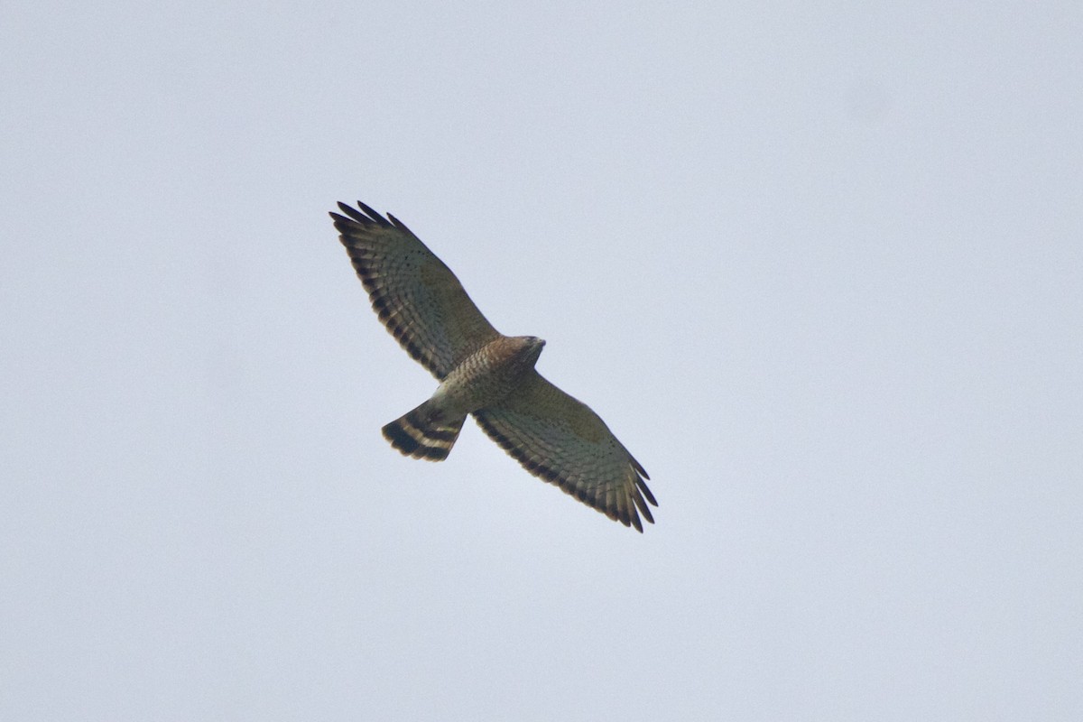 Broad-winged Hawk - ML644337543