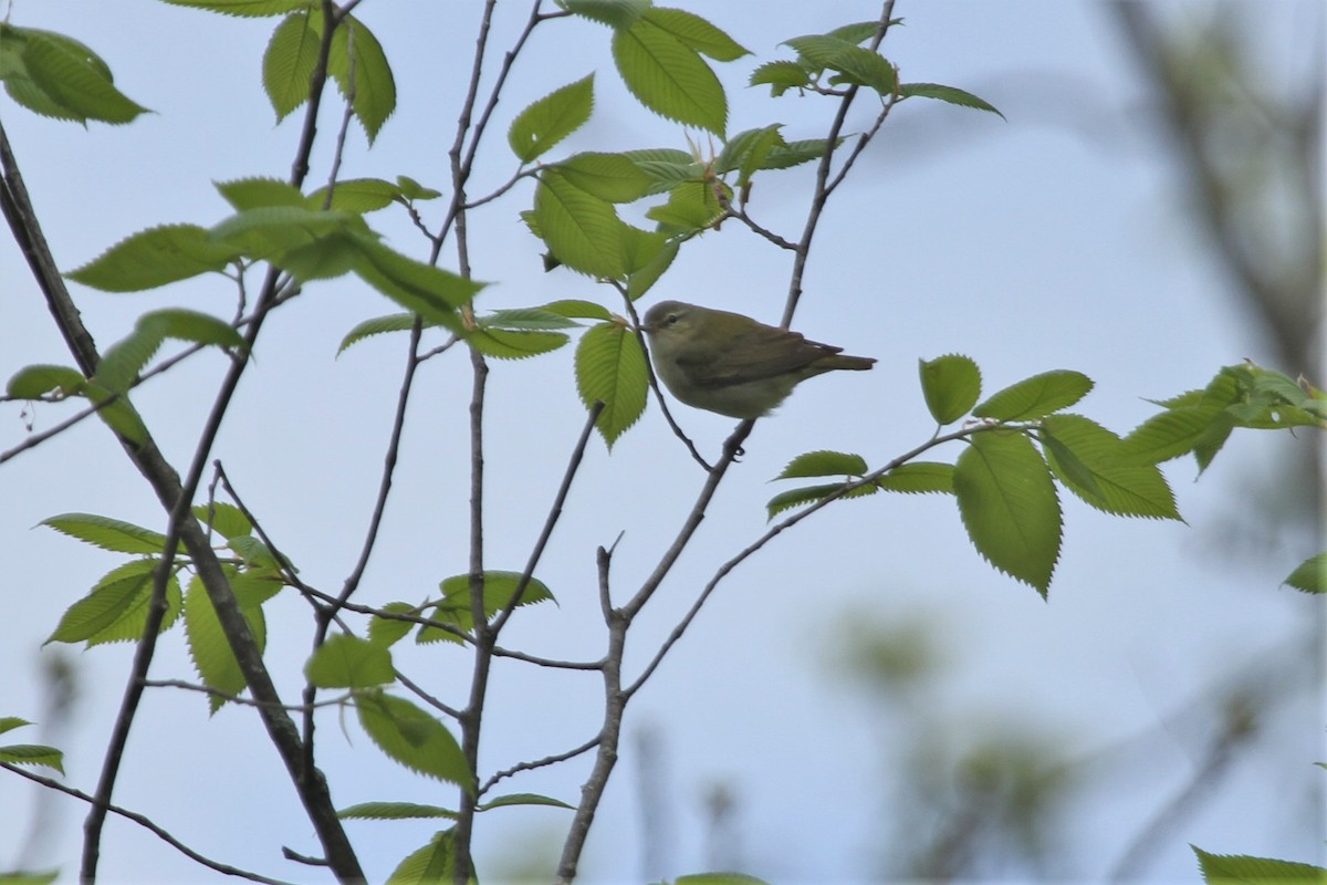 Tennessee Warbler - ML644337556