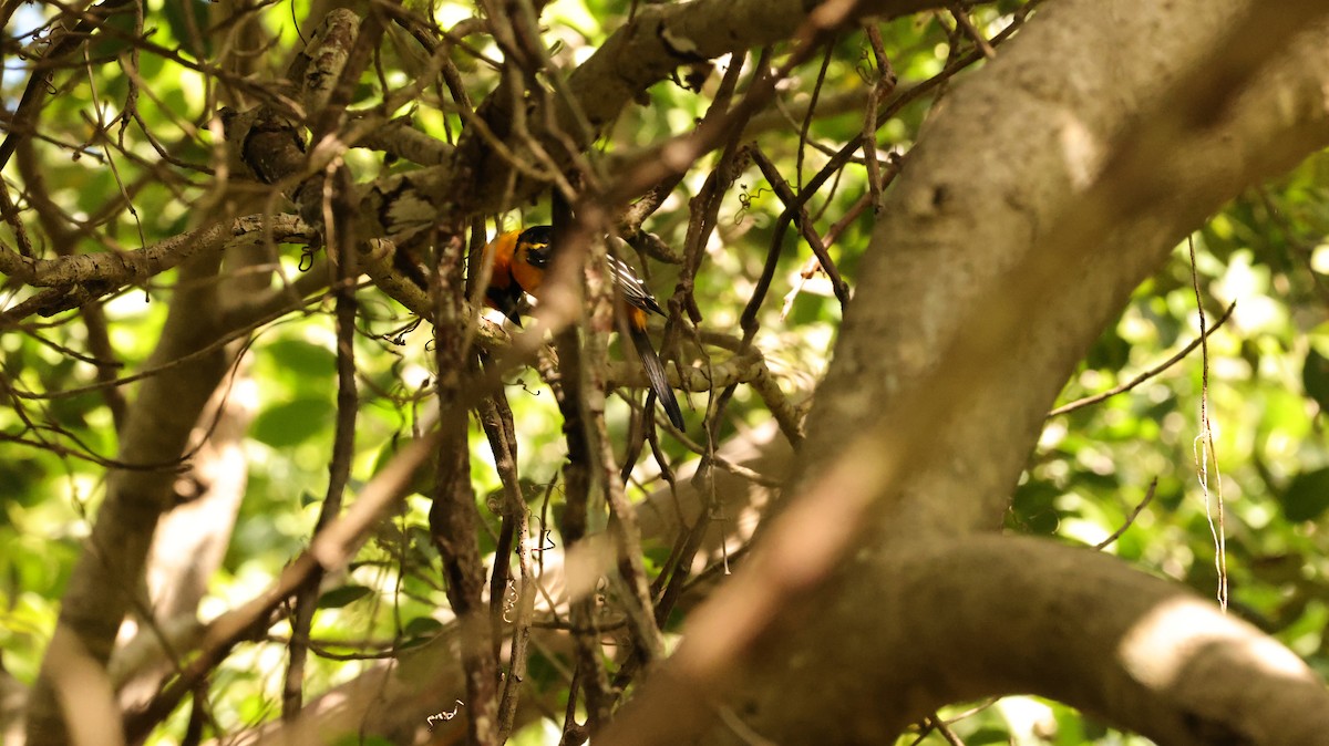 Altamira Oriole - ML644337559