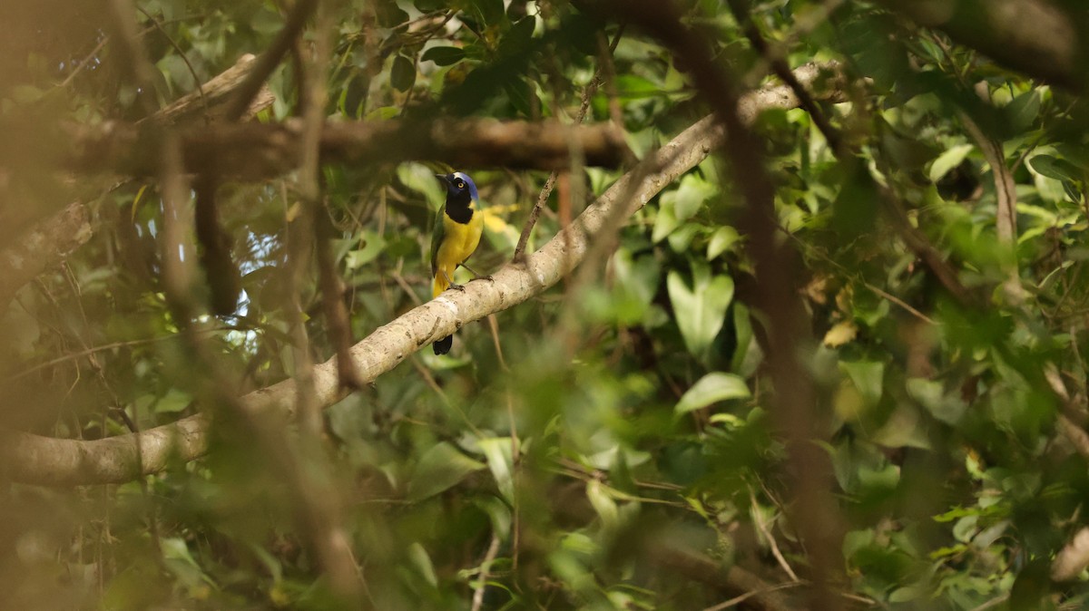 Inkablaurabe - ML644337578