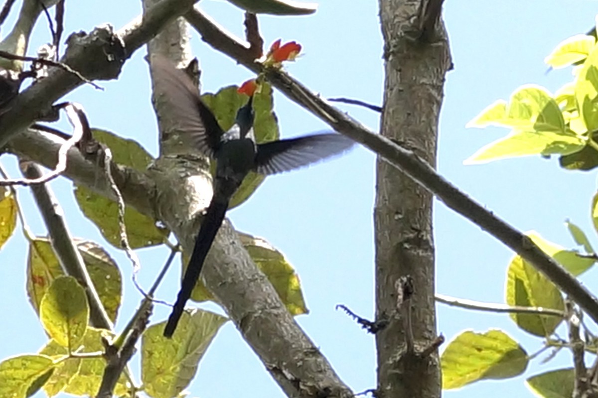 Long-tailed Sylph - ML644337615