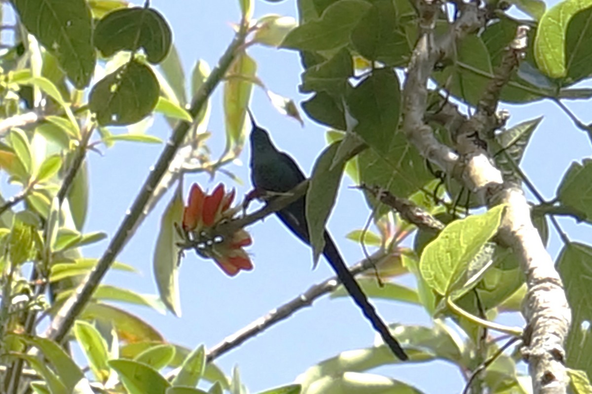 Long-tailed Sylph - ML644337616