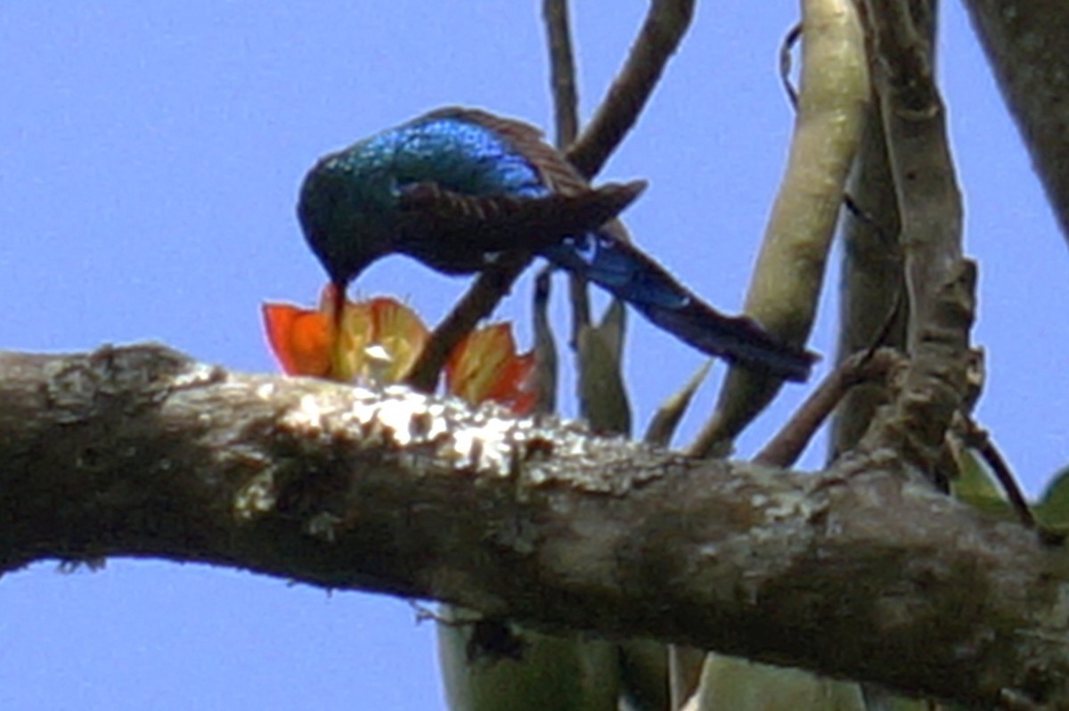 Long-tailed Sylph - ML644337617