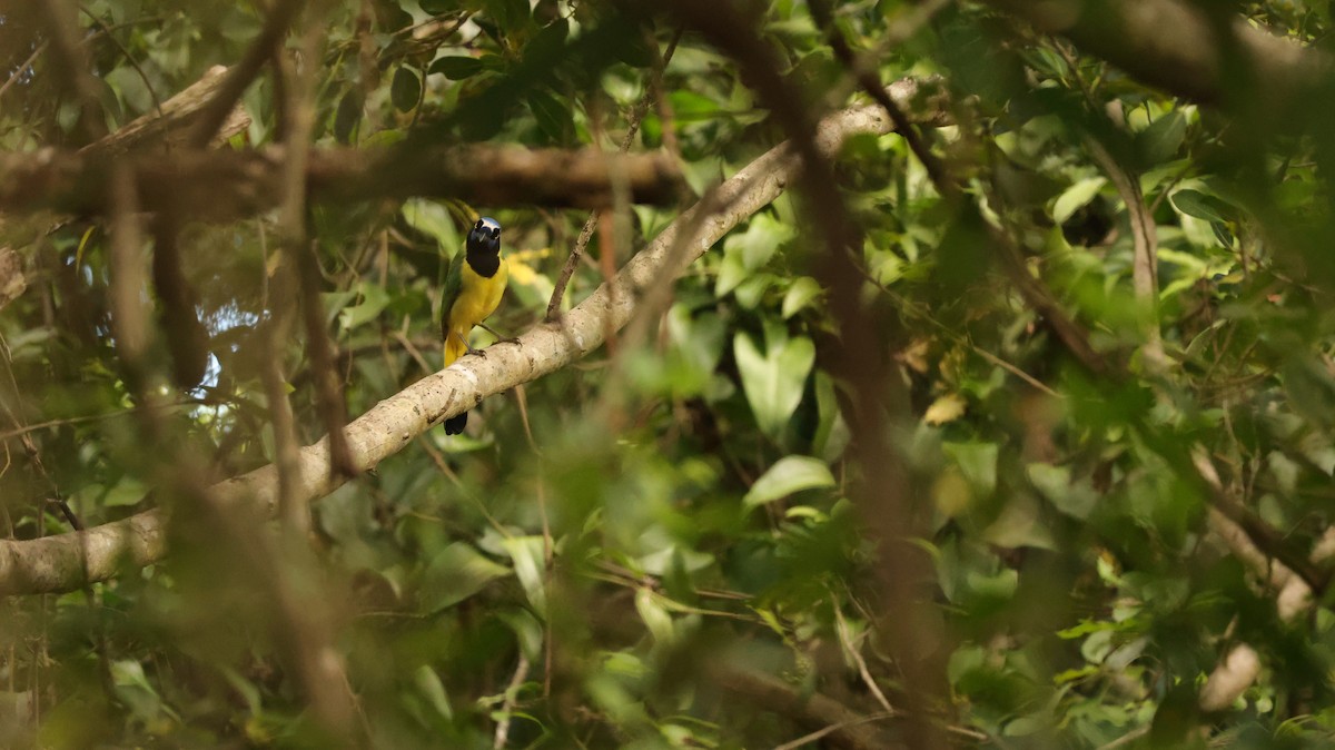 Inkablaurabe - ML644337627