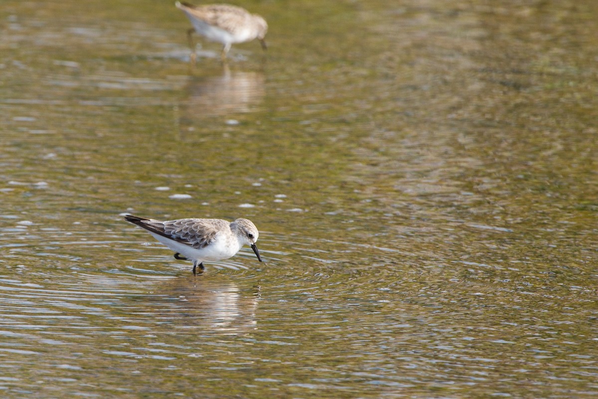 Red-necked Stint - ML644337628