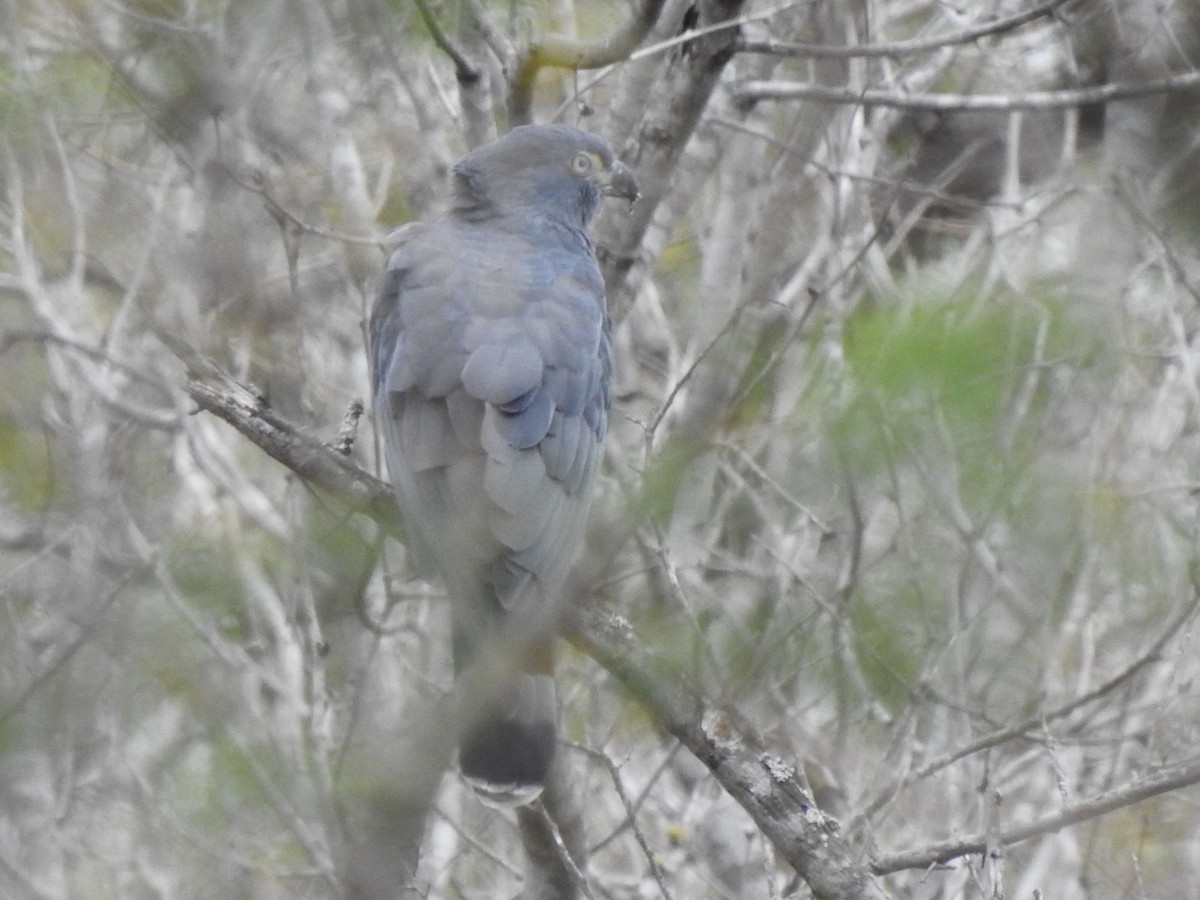 Hook-billed Kite - ML644337636