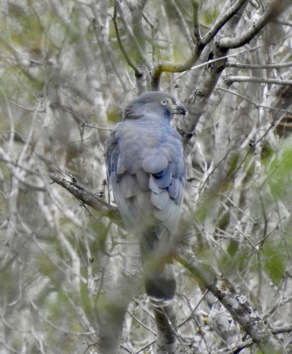 Hook-billed Kite - ML644337637