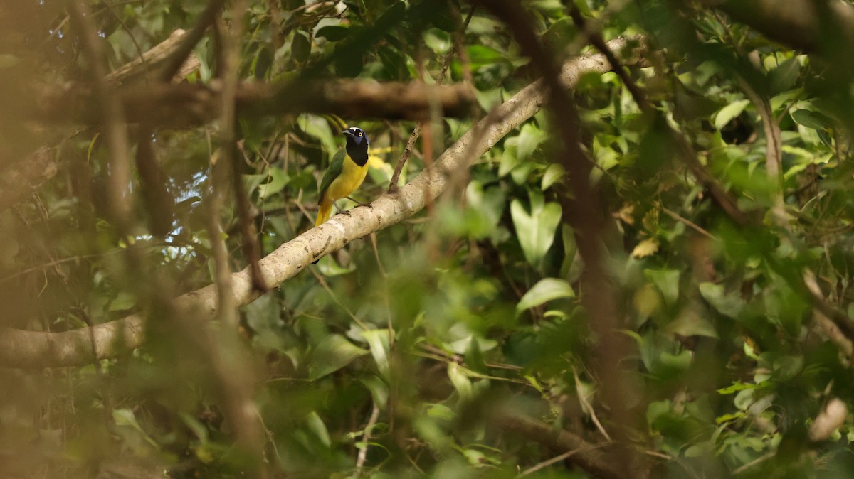 Inkablaurabe - ML644337644