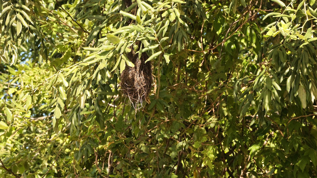 Altamira Oriole - ML644337658