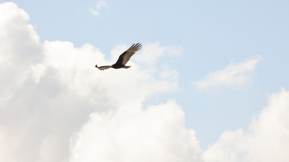 myrkondor - ML644337665