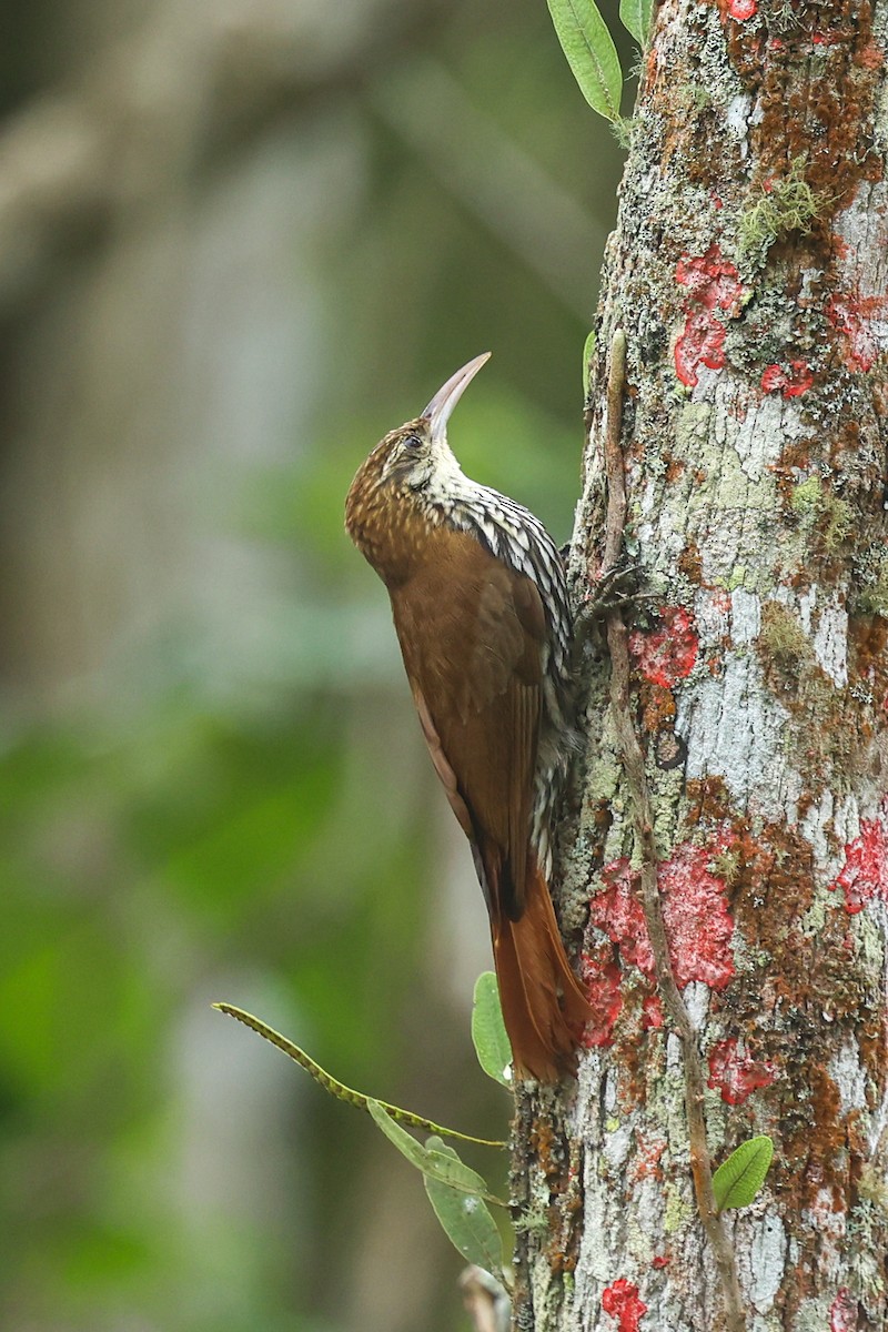 ウロコオニキバシリ（squamatus） - ML644337676