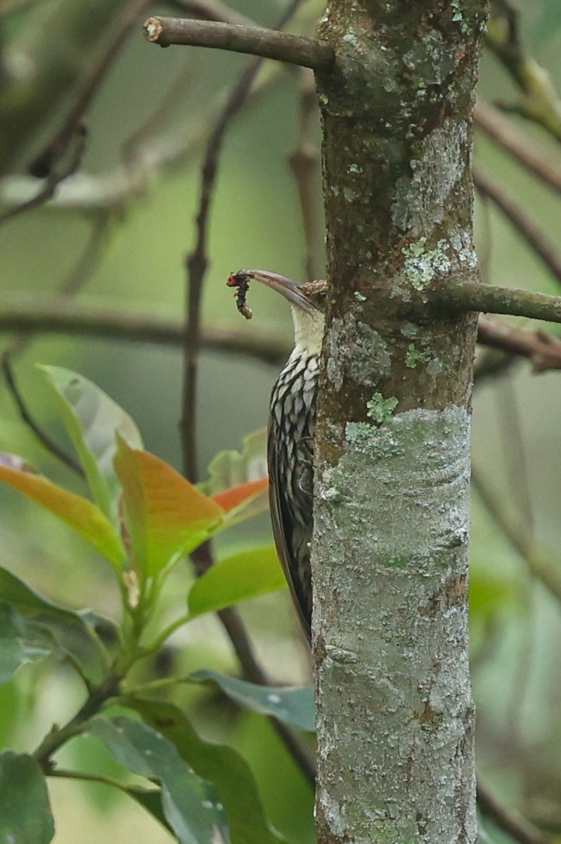 ウロコオニキバシリ（squamatus） - ML644337678