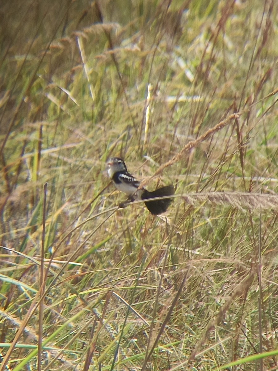 Cock-tailed Tyrant - ML644337680