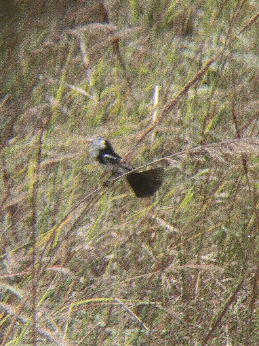 Cock-tailed Tyrant - ML644337681