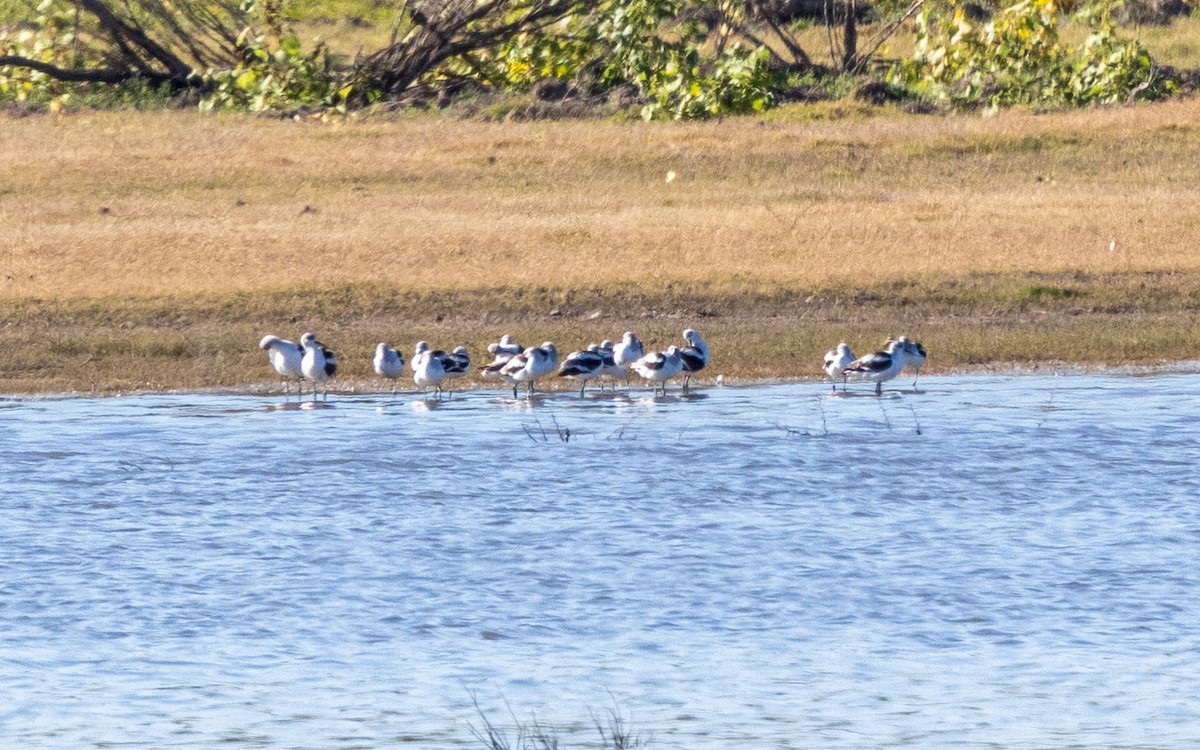 Avocette d'Amérique - ML644337682