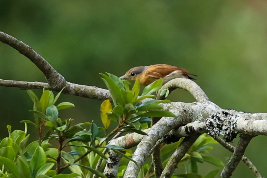 Bécarde à calotte rousse - ML644337688