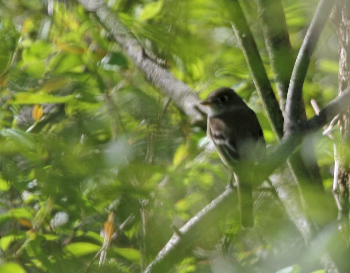 Least Flycatcher - ML644337689