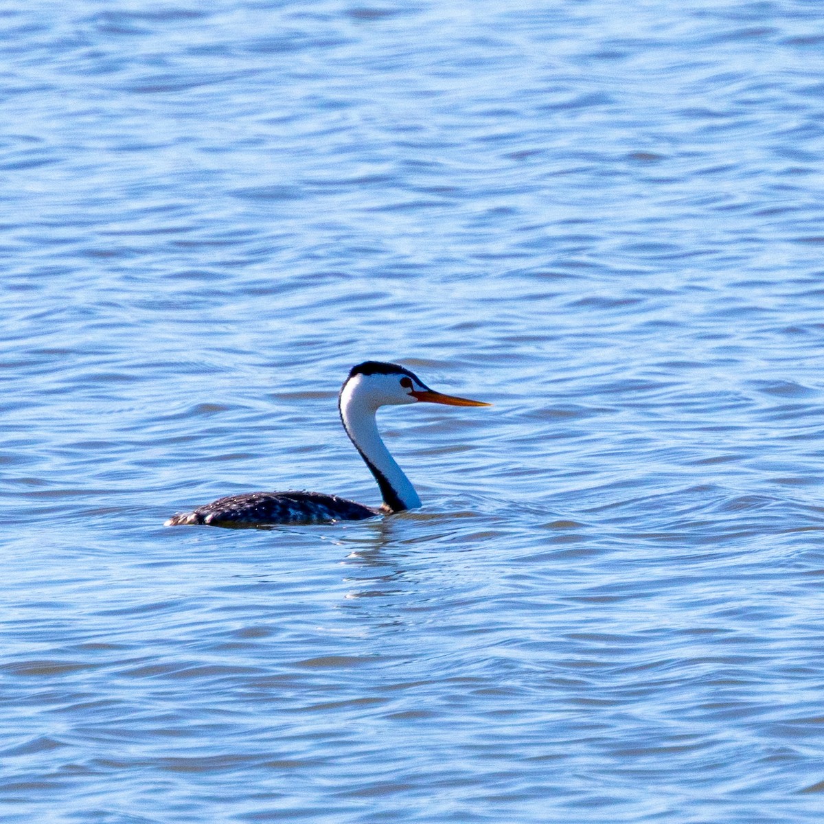 Grèbe à face blanche - ML644337692