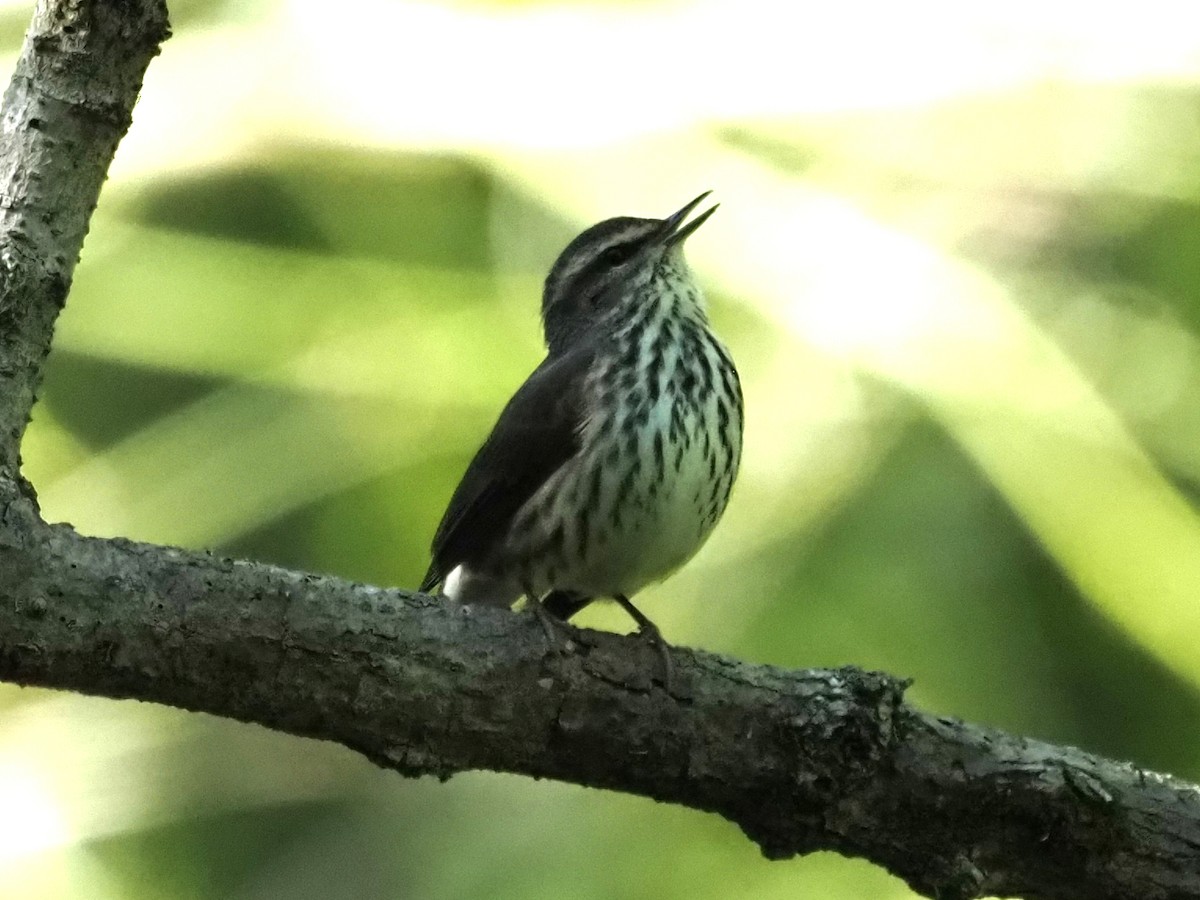 Northern Waterthrush - ML644337697