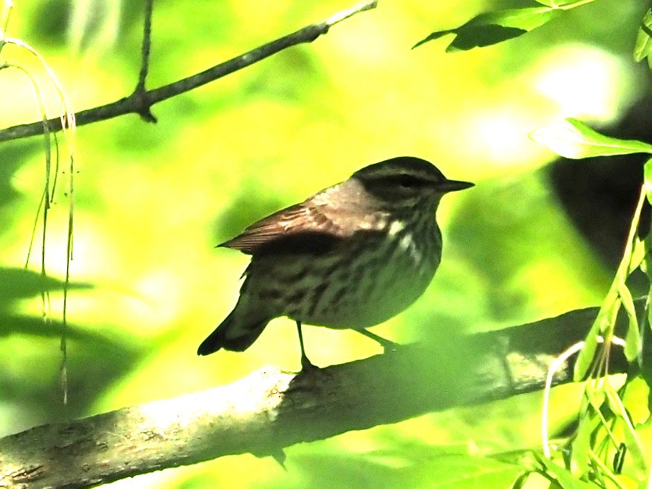 Northern Waterthrush - ML644337698